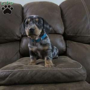 Lil Yeller, Dachshund Puppy